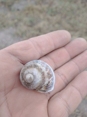 Cornu aspersum