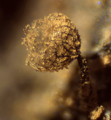 Cribraria argillacea