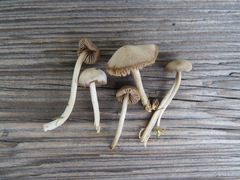 Entoloma cetratum