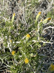 Tetradymia spinosa
