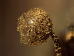 Cribraria argillacea