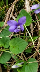 Viola × bavarica