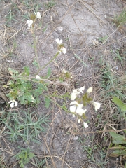 Eruca vesicaria