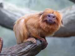 Golden Lion Tamarin photo 2