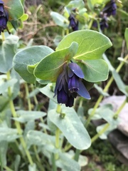 Cerinthe