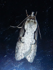 Semioscopis packardella