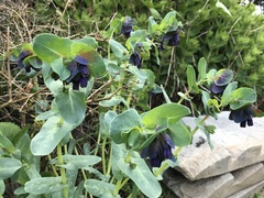 Cerinthe