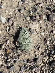 Cymopterus globosus
