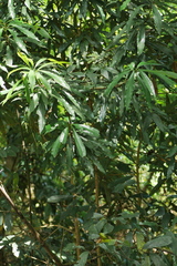 Machilus japonica