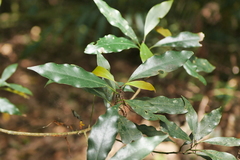 Machilus japonica