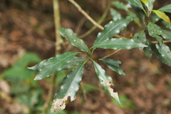 Machilus japonica