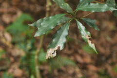 Machilus japonica