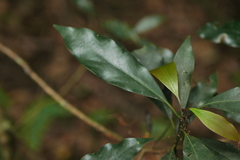 Machilus japonica