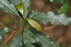 Machilus japonica