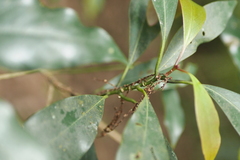 Machilus japonica