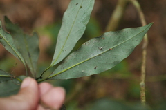 Machilus japonica