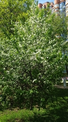 Prunus padus