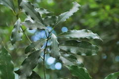 Machilus japonica