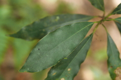 Machilus japonica