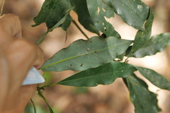Machilus japonica