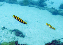 Petroscirtes fallax