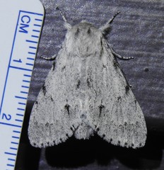 Acronicta vulpina