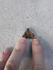 Hylephila phyleus
