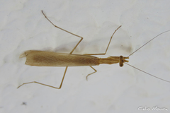 Eumusonia