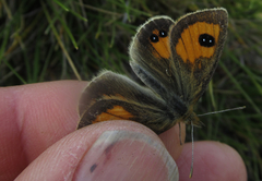 Argyrophenga janitae