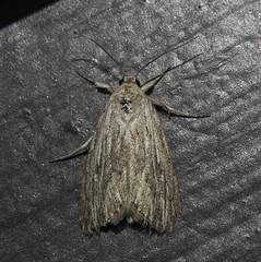Catabena lineolata