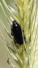 Enicopus ater