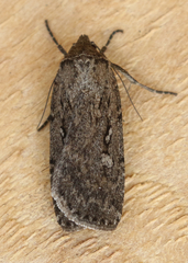 Spaelotis bicava