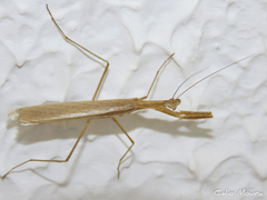 Eumusonia
