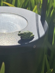 Dendropsophus molitor