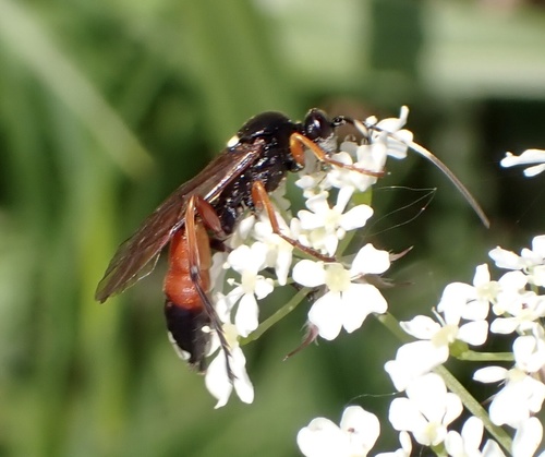 Exephanes occupator