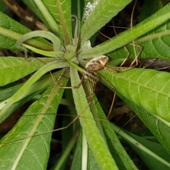Mitopus