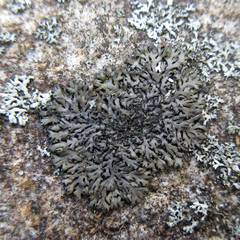 Phaeophyscia sciastra