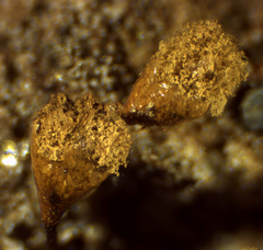Hemitrichia clavata