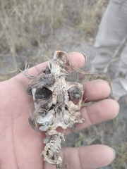 Cratogeomys fumosus