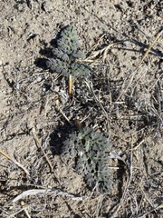Cymopterus globosus