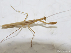 Eumusonia
