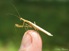Eumusonia
