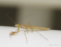 Eumusonia