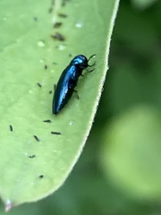 Agrilinae