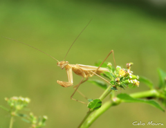 Eumusonia