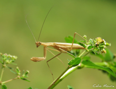 Eumusonia