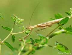 Eumusonia