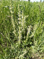 Salvia austriaca