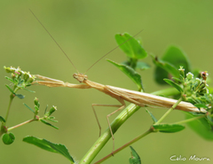 Eumusonia