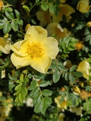 Rosa hugonis